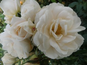 CHAMPAGNE MOMENT (floribunda)